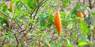 איבוגאין לטיפול בטראומות, נזק מוחי, והתמכרויות